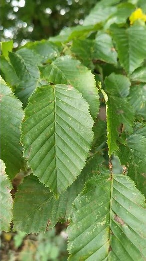🌳🌱 Hainbuchen Blatt 🌱🌳 #baum #blatt #pflanzenbestimmung
