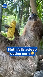 For me... I really like corn🌽 | Daily Mail Video