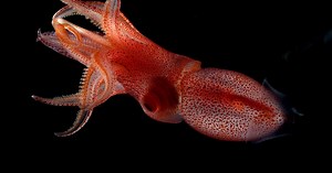 Why the cockeyed squid has asymmetrical eyeballs