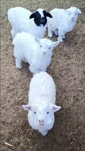 Goat And Sheep Sound Effect , Goat Sound, Cow Sound , Animal Sounds #cutegoats#animal #catsounds