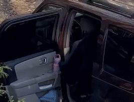 Bear Family Raids Car for Sandwich After Door Left Open