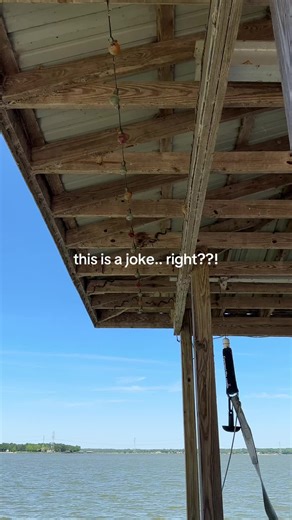 Fake Snakes Deter Birds on Dock