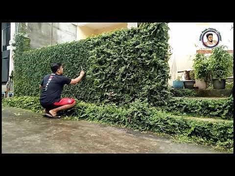 Creeping fig plant (Ficus Pumila) trimming (timelapse)