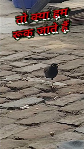 One-Legged Bird Will Change Your Mindset 🐦💔 | Never Give Up #Shorts”