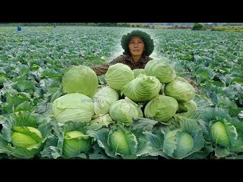 How to Grow Cabbags from Sowing to Harvest | Cabbage Farming | Seedling Care & Transplanting Tips