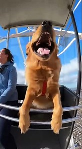 Close Up Footage of a Dog Screaming Its Soul Out—Instant Viral!