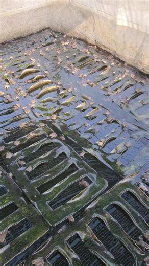ếch giống châu thành hậu giang... giao các tỉnh gần
