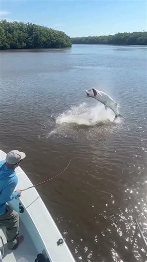 Massive Tarpon Explodes Out of the Water