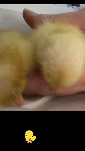 15K views · 754 reactions | The first day in the life of 3 very tiny call ducklings. My precious baby niece got to meet them too. #callduck #petducks #ducks #ducklings #babyducks | Pip, my pet duck and friends | Facebook