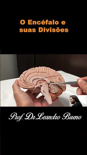 Brain and Its Divisions - Anatomy - Human Anatomy