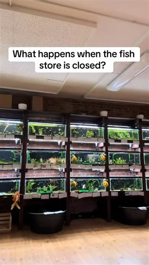 5.4K views · 31 reactions | What actually happens when the fish store is closed? A lot more than you may think! Currently our store is open 5 days a week, and closed Monday/Tueaday. This helps us run our online store and ship out orders all over the United States! But we still have a lot of fish to care for, even when we aren't open to the public. #pnwbettas #bettafish #bettashop #fishshop #fishstore | PNW Bettas | Facebook