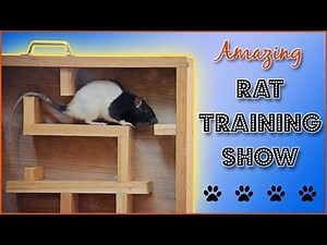 Amazing Rat Training Show!