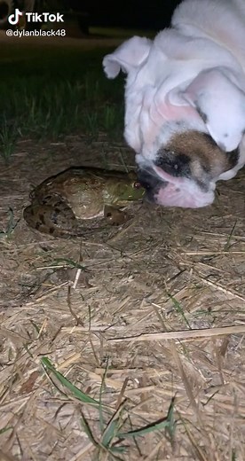 Frog Screaming Like a Pissed Off Cat