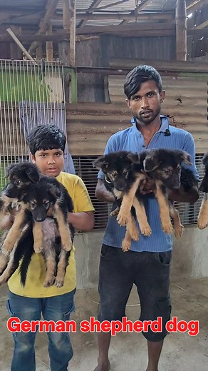 মিরপুর আকবর ভাইয়ের German shepherd dog 🦮 Guard dog #reels #foryouシ #viralvideo #pet #fdreels #dog #atikvlogs #GermanShepherd | Atik vlogs