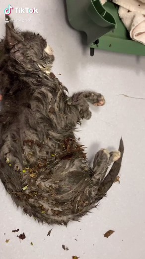 DAS IST SIE JETZT! SIE HAT ES GESCHAFFT !!!!!! #letztesupdate #tierrettung #schrecklich #tierrettunginfomiert #unfall #katze #babykatze #überlebt