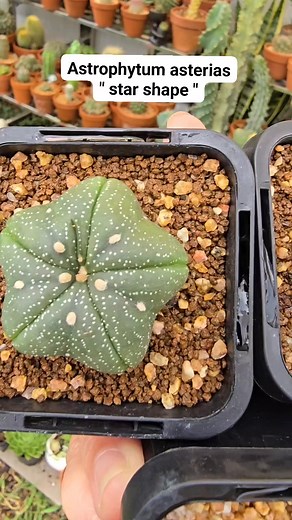 Astrophytum asterias "star shape" #bikolanahardinera #cactus #asterias #astrophytum #cactuslover #cacti #cactos #cactosesuculentas | Bikolanahardinera