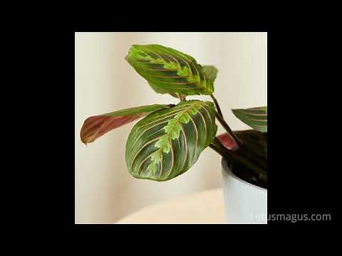 Prayer Plant Leaves Curling - Issue Fix with Better Understanding