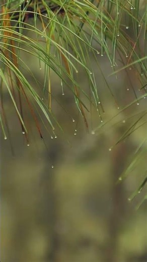 The Unexpectedly Fascinating Aspects of Rain