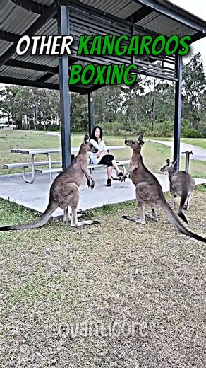 This Mini Kangaroo is DANGEROUS 😂💀 #Shorts #kangaroo #funny