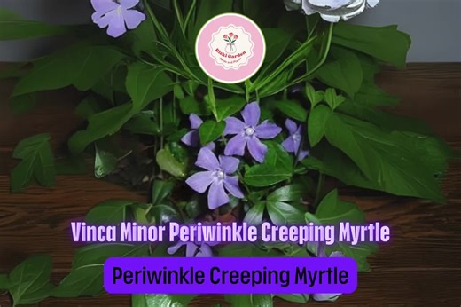 Vinca Minor Periwinkle – 100  Live Plants | Creeping Myrtle Evergreen Ground Cover for Borders, Pathways & Shade Gardens - Etsy