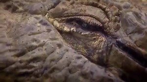 18K views · 442 reactions | The amazing crocodile whisperer, Chito,...