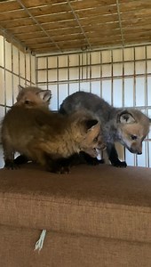 Judging by his happy tail wags and posture, baby Rascal is so excited that the quarantine period is over, and that he’s able to be housed with two new brothers! 🥰 #wildliferehab #wildliferescue #redfox #foxkit | Arctic Fox Daily Wildlife Rescue, Inc.