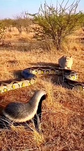 Python vs honey badger 🤯 #wildlife #animals | lana rose