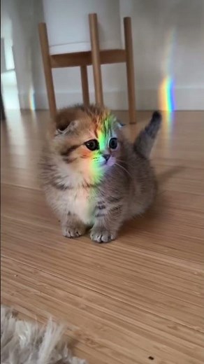 Meet Eleanor the munchkin!