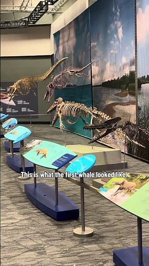The First Ever Blue Whale