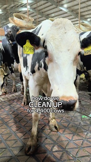 Transforming Barns into Five-Star Hotels for Cows