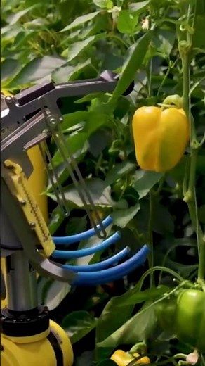 Smart Yellow Bell Pepper Harvesting Robot: Revolutionizing Farming #smartagriculture #harvester