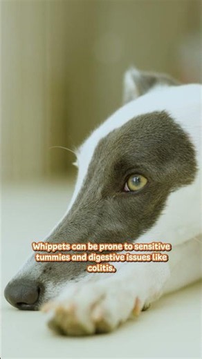 Think Whippets are just skinny Greyhounds? 🐶💨