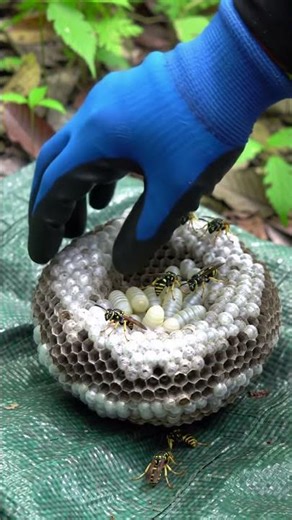Why Is He Squeezing This Angry Wasp Nest? #wildlife