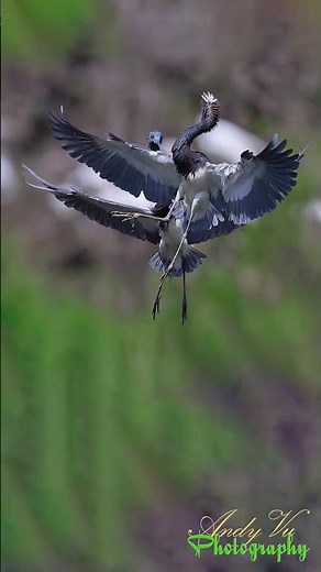 The Ultimate Bird Photography Rig: Power, Precision, and Mobility