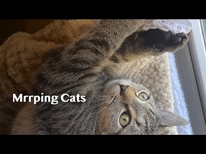 Spring Mrrpilation (Cat Trilling Compilation aka mrrping)