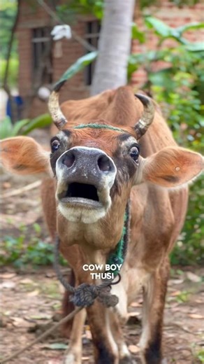 Real Cow Sound 😂🐄 #cow #animalsounds #animallife #cowsound #farming #nature #trending #shots #fypシ