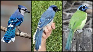 A new hybrid of two bird species has been discovered in the US