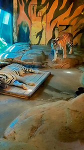 3M views · 58K reactions | Tiger  Prem ❤️ #biplabkumarsinha | B Kumar Sinha | Facebook