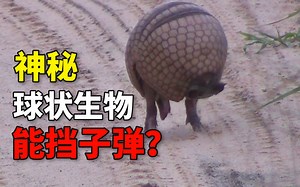 能挡子弹的神秘球状生物，大肆入侵美国，却被吃的濒临灭绝？