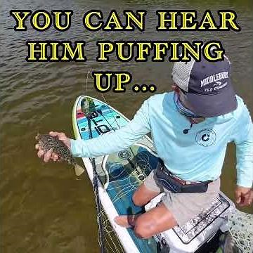 Blowfish on Fly!