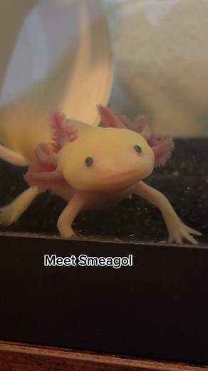 Glowing Axolotls: A Captivating Look