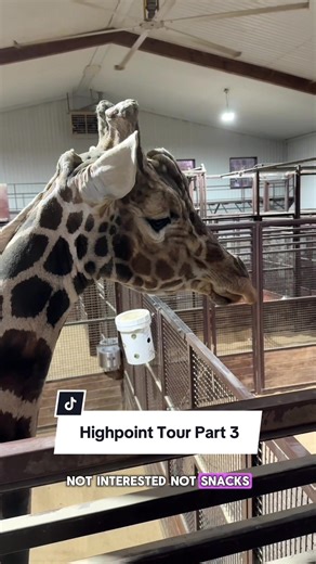 Exploring Highpoint Performance Horses: Part 3