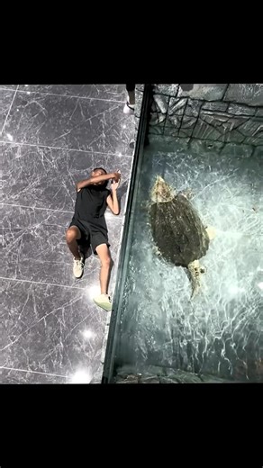 A giant snapping turtle🐢🐊#turtle #🐢 #snappingturtle #reptile #cute #p #turtle #snappingturtle #rep #petfriendly | TurtleNest Diaries