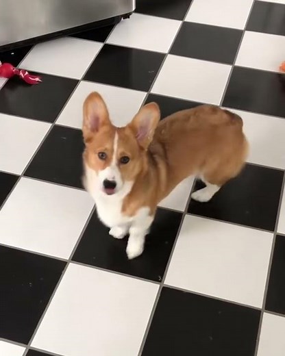 The Viral Snoot Challenge Fail Corgi Compilation 2018 😂🐶
