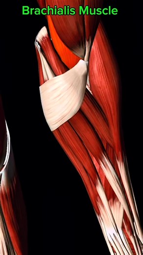 39K views · 651 reactions | Brachialis #Muscle #anatomy  | Dr. Ishtiaque Arafat | Facebook