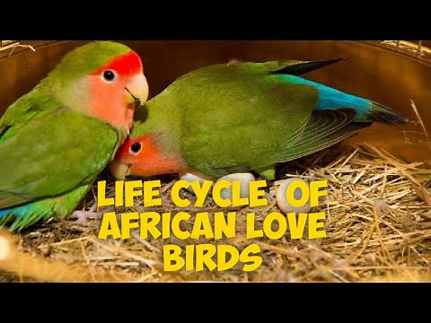 Life cycle of African love birds | breeding age of African love birds | lifespan | incubation period