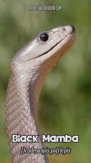Black Mamba Rearing Up | Venomous Snake Behavior Explained