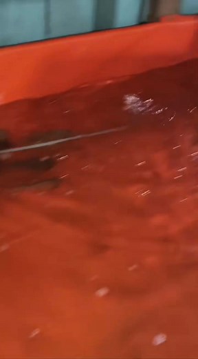 Fresh out of the Tefe River and making their way to us after a full quarantine | Jack Wattley Discus