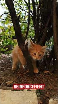 Mastering Unseen Worlds: Deep Reinforcement Learning