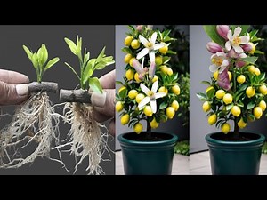 The Secret to Easy Lemon Tree Cuttings